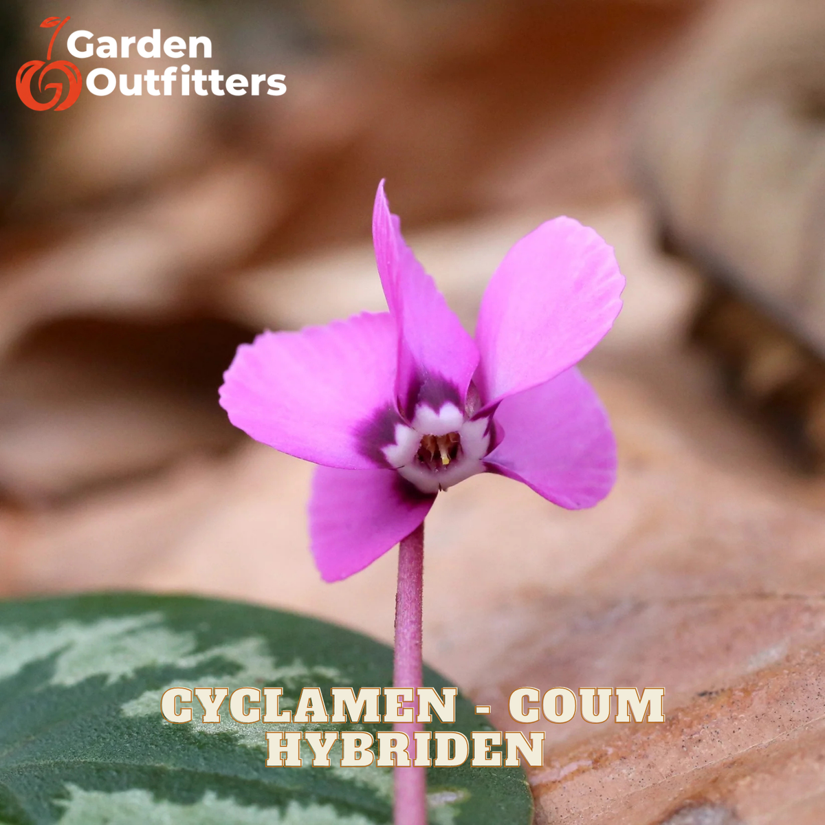 A pink cyclamen flower with a purple and white center, growing on a leafy green plant, with text overlays reading 'CYCLAMEN - COUM HYBRIDEN' and 'Garden Outfitters' in the top left corner.