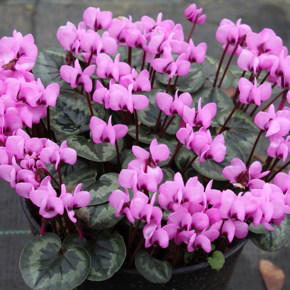 A potted plant of Cyclamen flowers with bright pink blossoms and mottled green and gray leaves, shown in a black nursery pot.