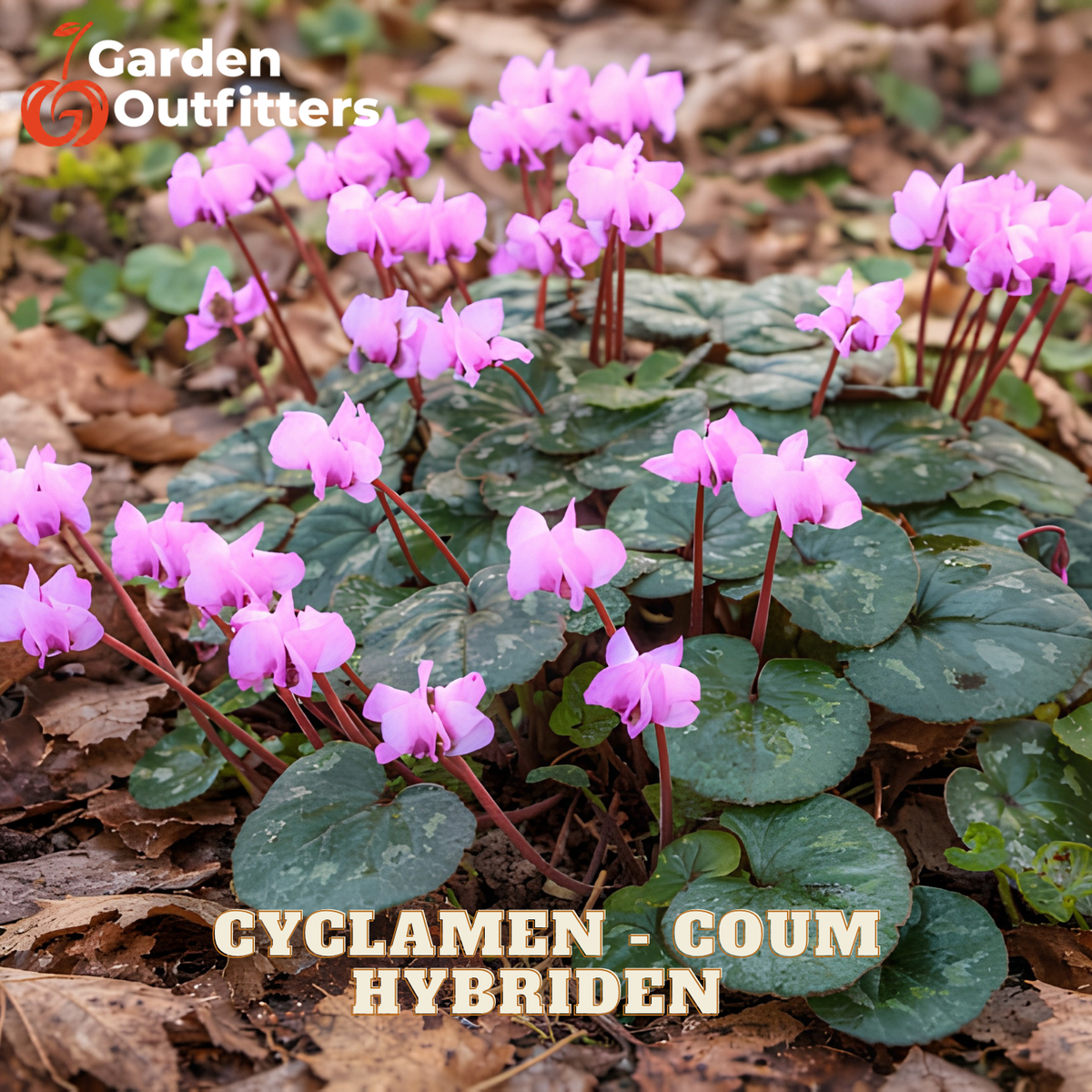 A cluster of pink cyclamen flowers with green leaves growing on the forest floor among dry brown leaves, with a Garden Outfitters logo and 'CYCLAMEN - COUM HYBRIDEN' text overlay.