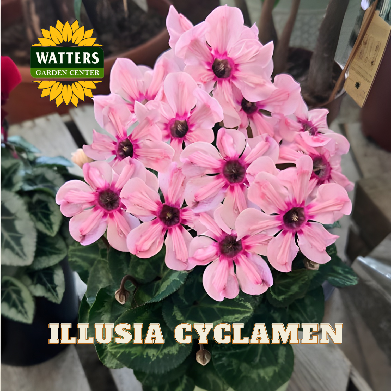 Pink Illusia Cyclamen flowers with Watters Garden Center logo in the corner.