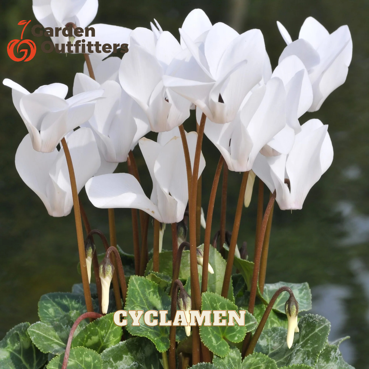 White cyclamen flowers with green mottled leaves and brown stems, shown in a garden-style setting with a blurred green background. Text overlays read 'Garden Outfitters' and 'CYCLAMEN'.