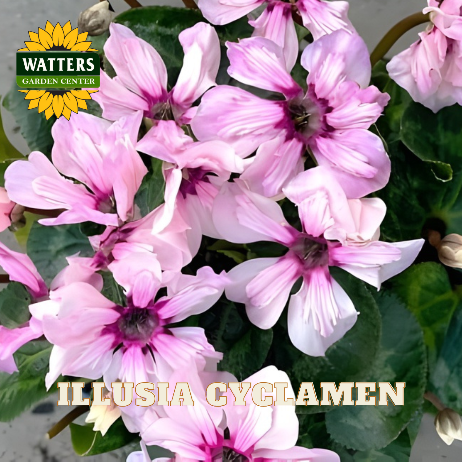 Pink and white flowers with Watters Garden Center logo and 'Illusia Cyclamen' text.