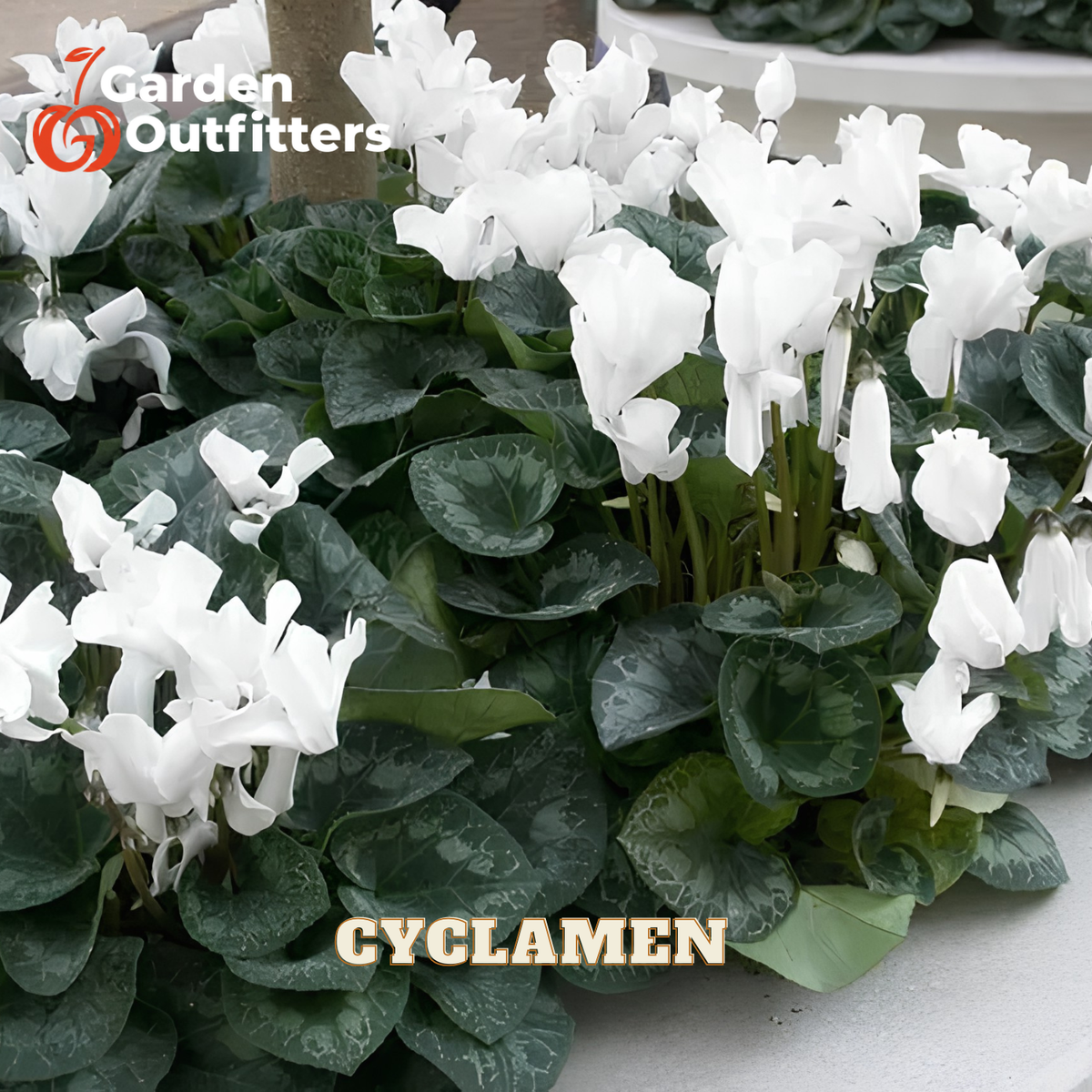A dense cluster of white cyclamen flowers with dark green heart-shaped leaves, shown in a close-up garden-style shot. The words 'CYCLAMEN' appear in beige text at the bottom, and a 'Garden Outfitters' logo is visible in the top left corner.