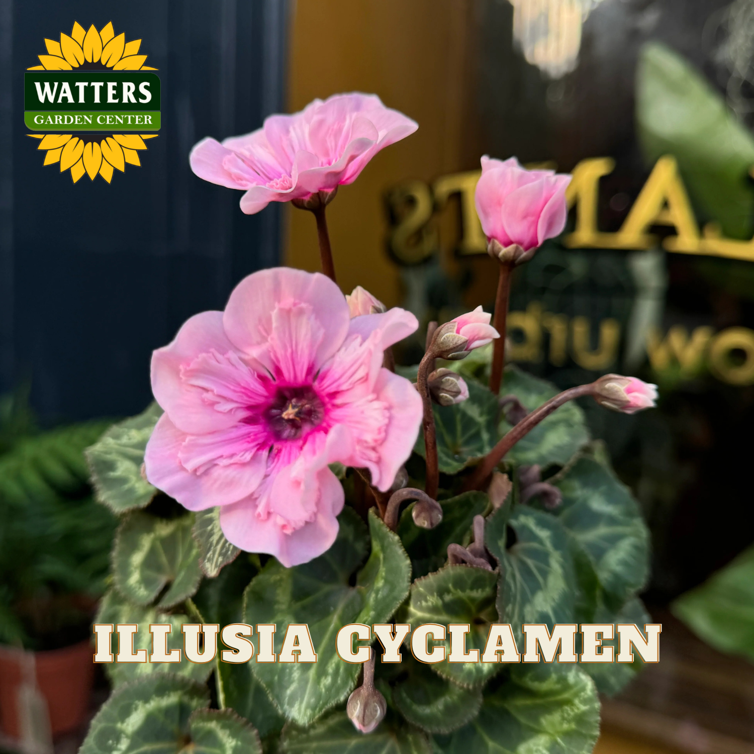 Pink Illusia Cyclamen flowers with Watters Garden Center branding in the background.