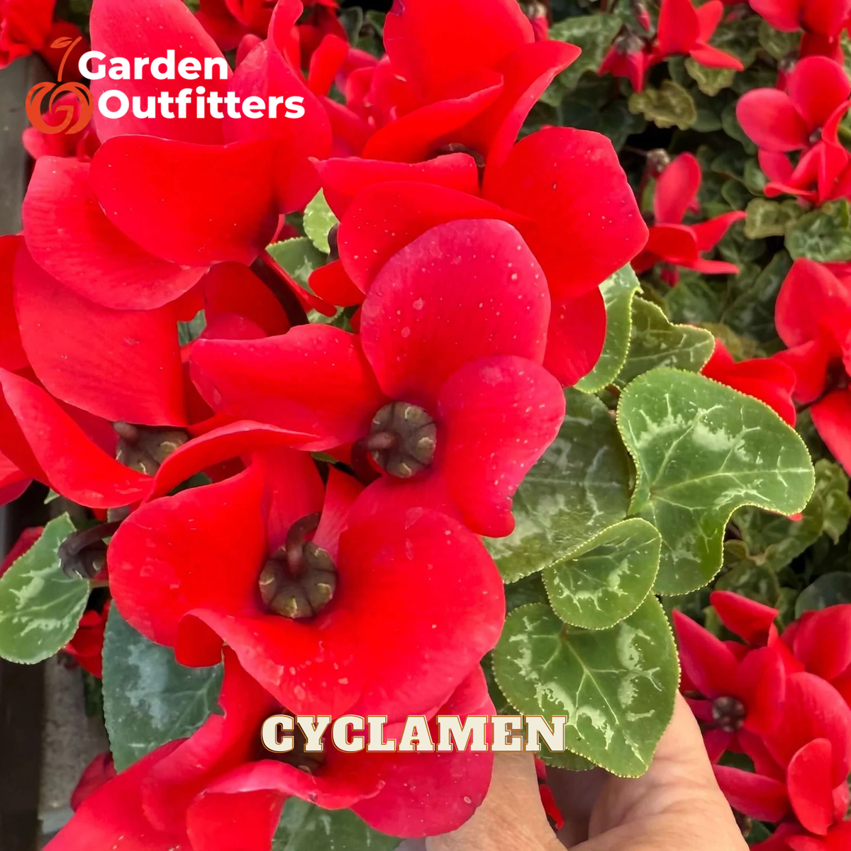 Close-up of a potted cyclamen plant with bright red flowers and green variegated leaves, held by a hand. The image features a 'Garden Outfitters' logo in the top-left corner and the word 'CYCLAMEN' in white text at the bottom.