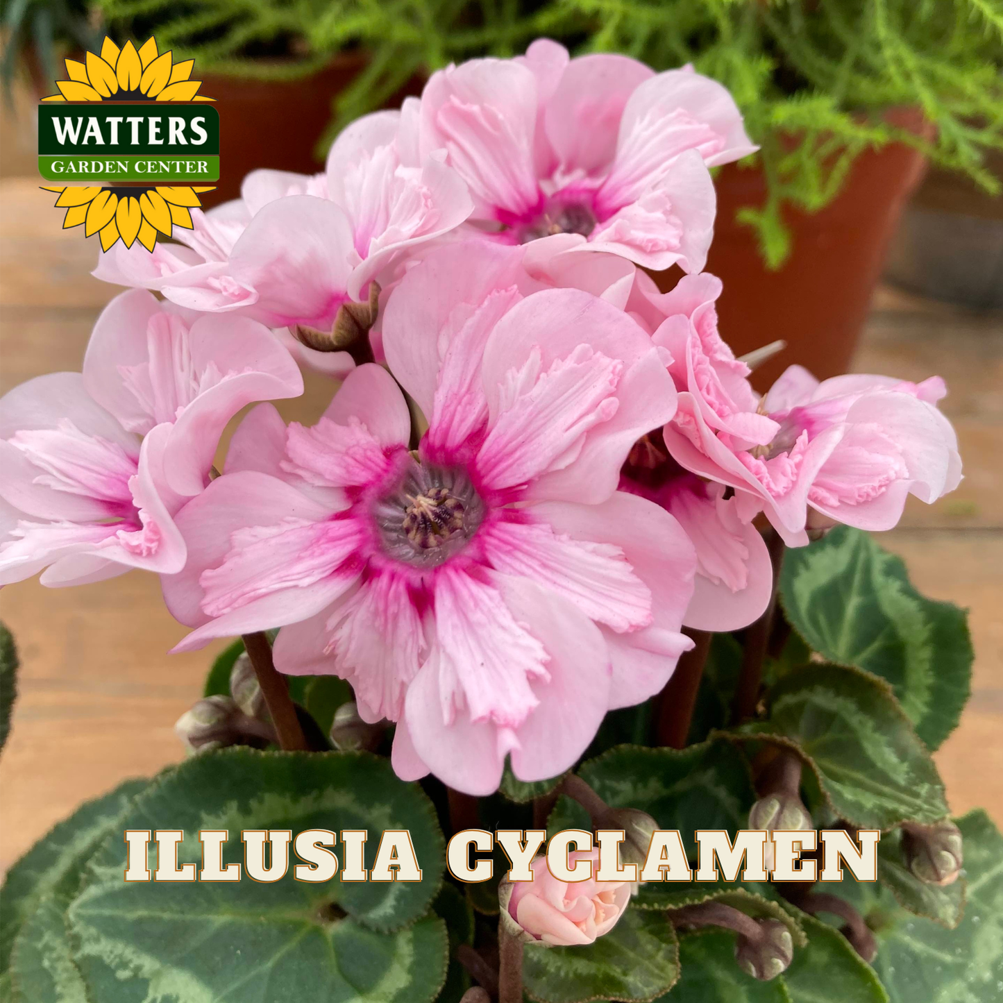 Pink Illusia Cyclamen flowers with Watters Garden Center logo