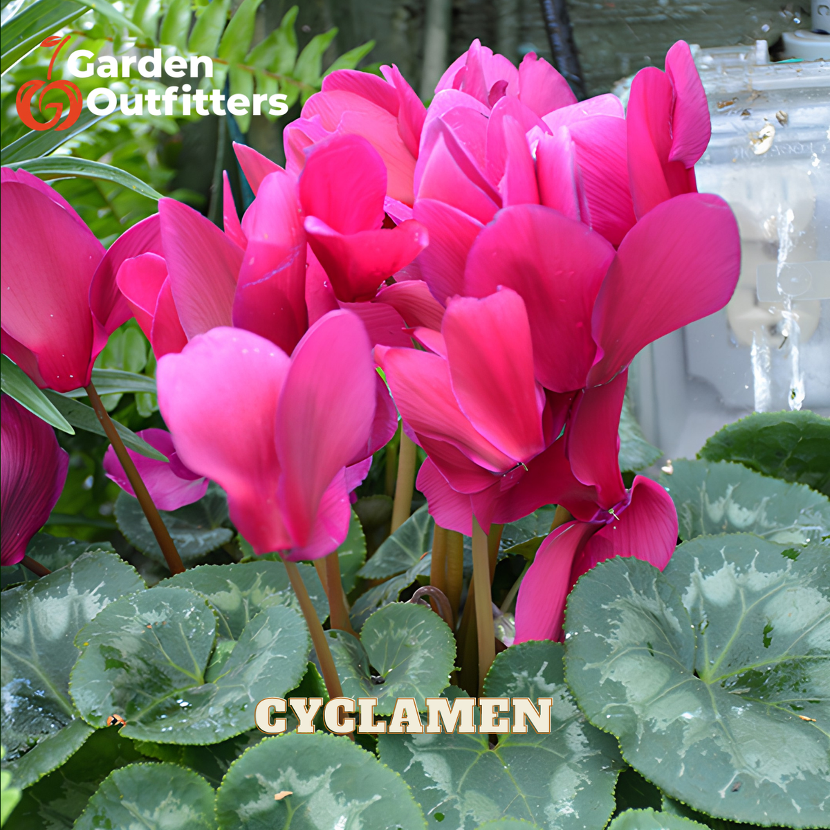 Vibrant pink cyclamen flowers with silver-green mottled leaves in a garden setting, with a Garden Outfitters logo in the top left and the word CYCLAMEN at the bottom.