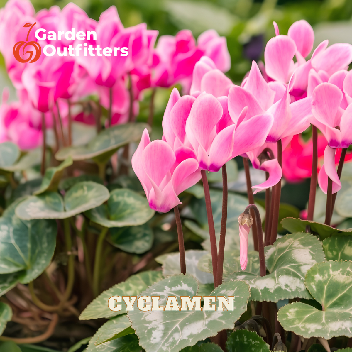 Pink cyclamen flowers with variegated green leaves, shown in a garden-style close-up. The words 'CYCLAMEN' appear at the bottom and a 'Garden Outfitters' logo appears at the top left.