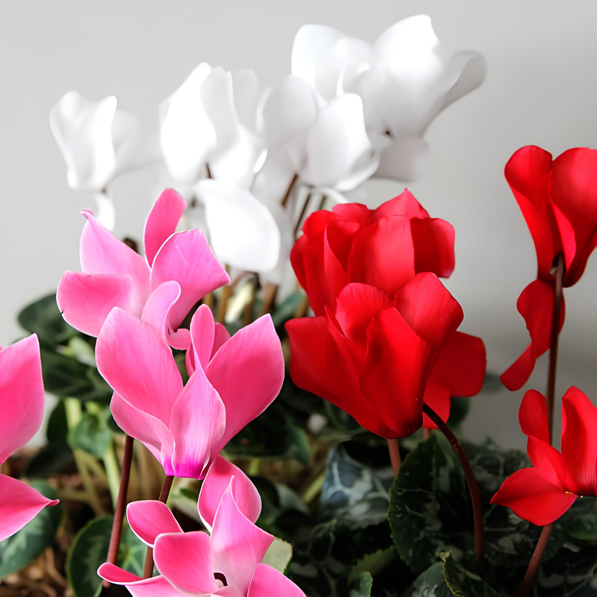 A close-up of cyclamen flowers in three color varieties: white, vibrant red, and soft pink, growing together with green variegated leaves against a neutral light gray background.