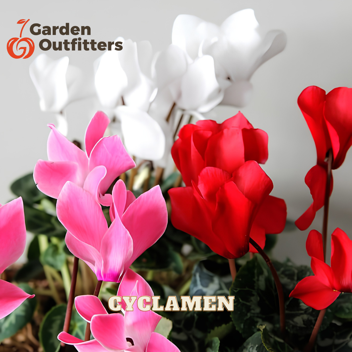 A potted arrangement of cyclamen flowers in pink, red, and white with green leaves, shown against a light gray background. The 'Garden Outfitters' logo appears in the top-left corner, and the word 'CYCLAMEN' is overlaid near the bottom.