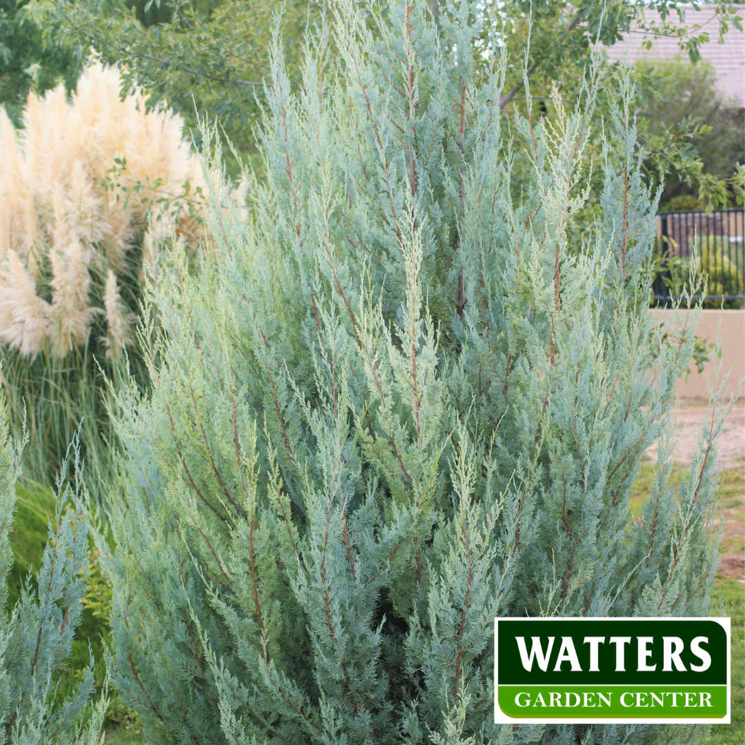 BLUE ICE ARIZONA CYPRESS 10gal