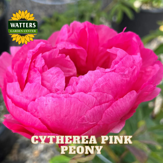 Close-up of a pink peony flower with Watters Garden Center logo in the background.