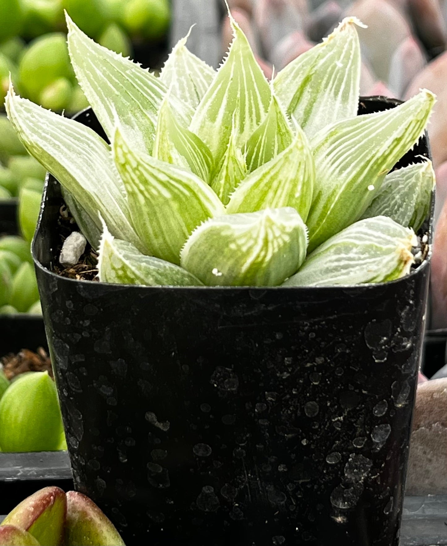 White Ghost Haworthia Retusa
