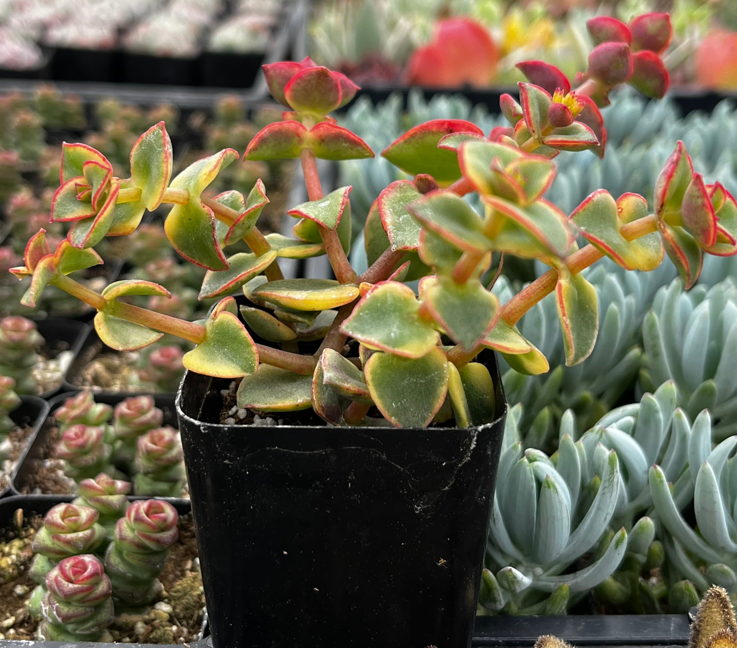Calico Kitten Variegated Crassula