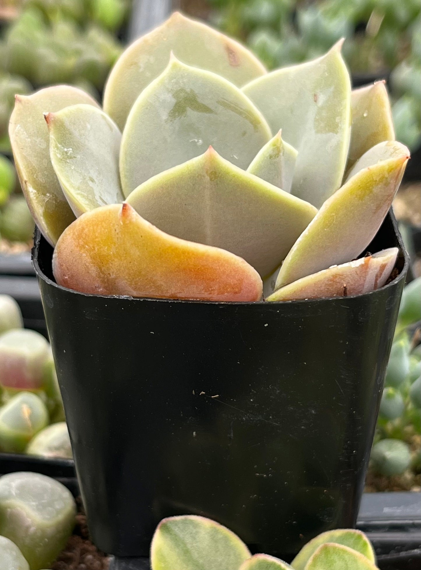 Echeveria Lolita