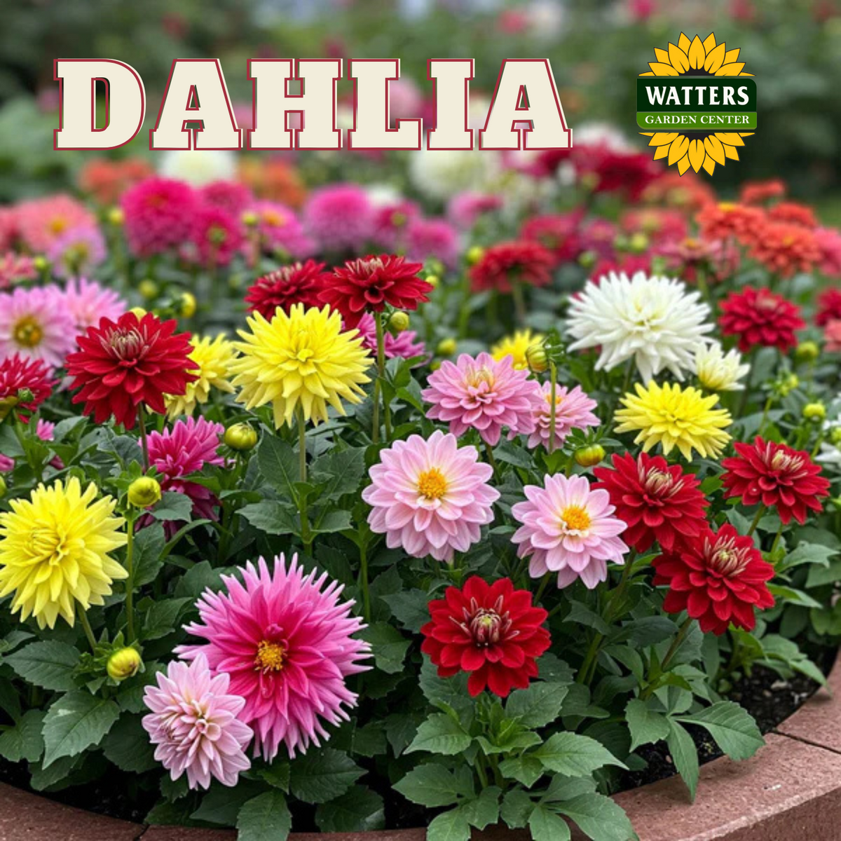 ASSORTED DAHLIAS 1gal