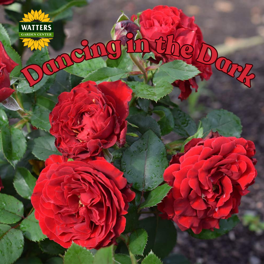 DANCING IN THE DARK ROSE 2gal