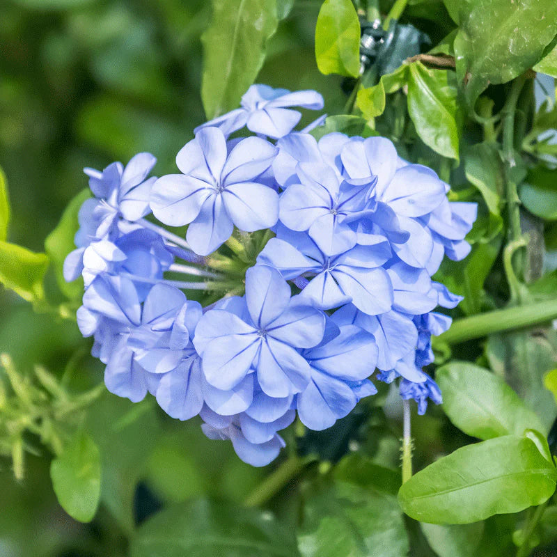 DARK BLUE PLUMBAGO 1gal