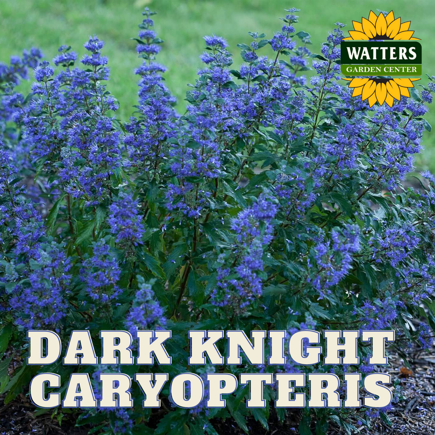DARK KNIGHT CARYOPTERIS 5gal