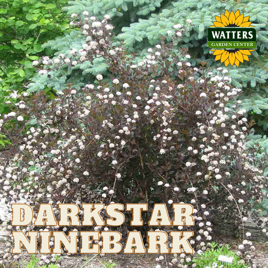 DARKSTAR NINEBARK 2gal