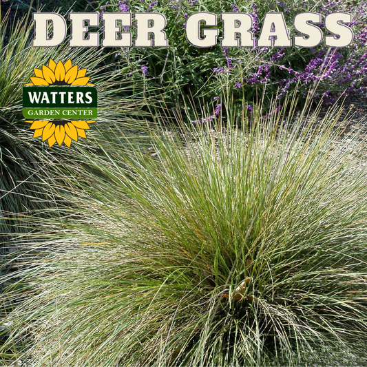 DEER GRASS 1gal