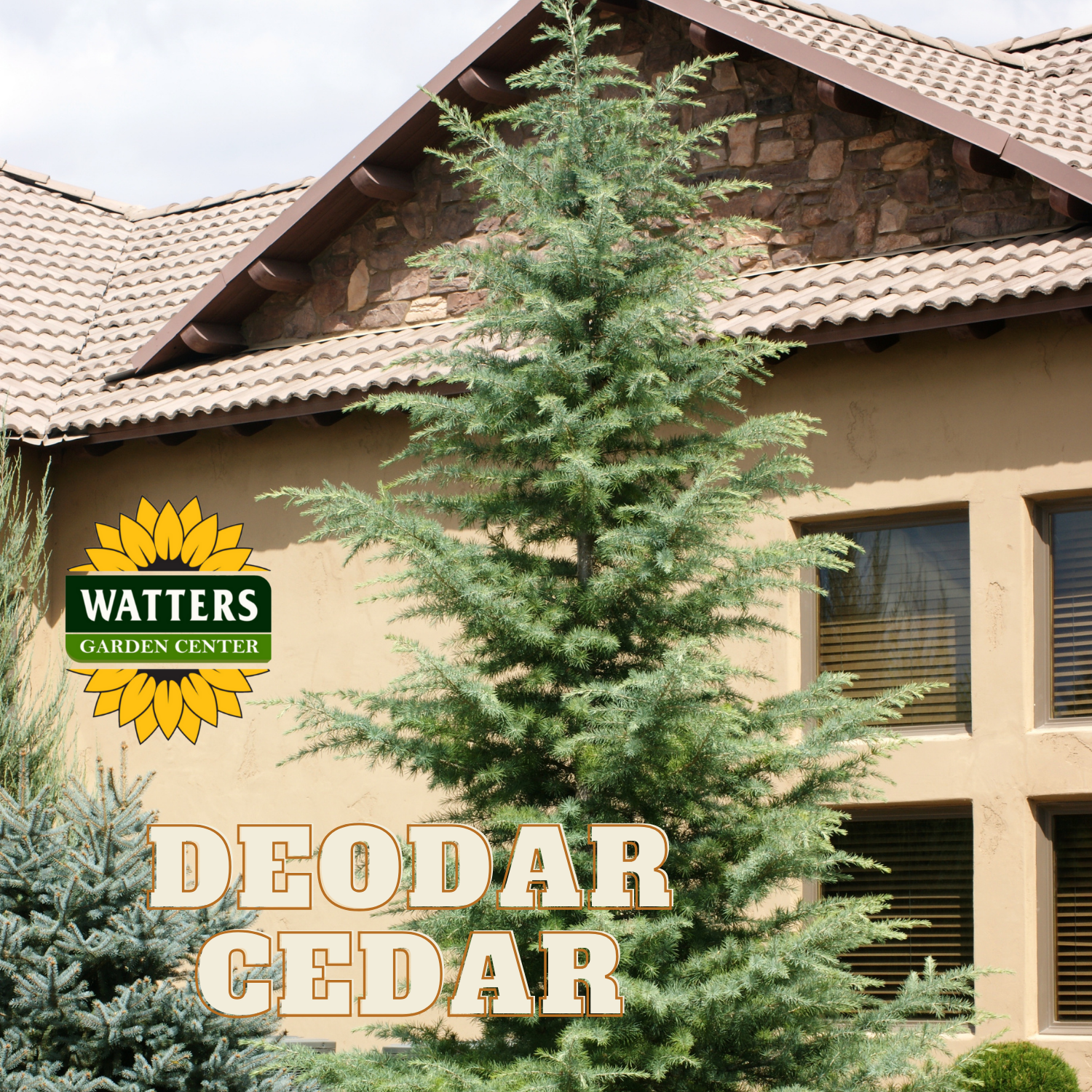 A Deodar cedar tree in a pot, displayed in front of a house with the Watters Garden Center branding and text 'DEODAR CEDAR' across the image.