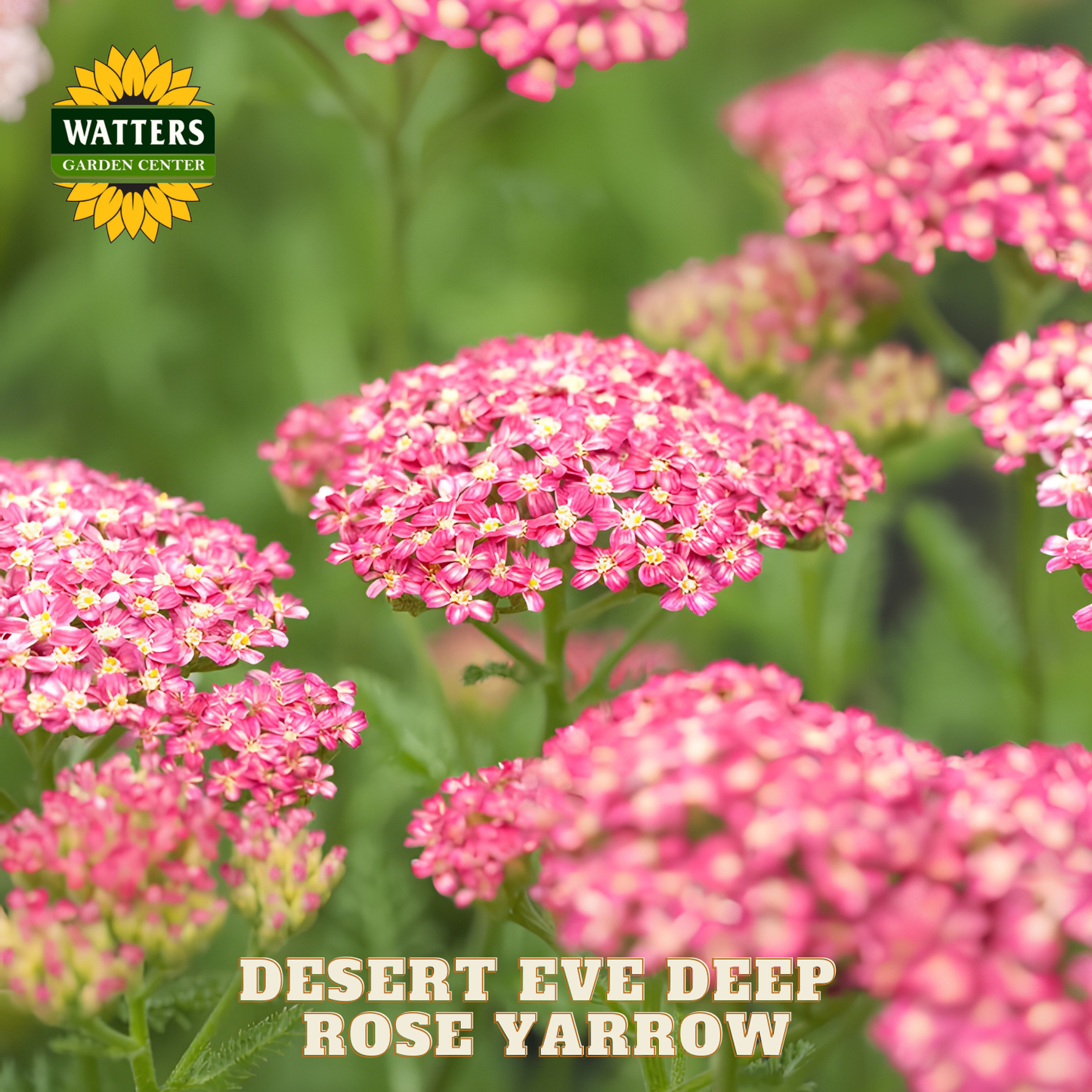Pink flowers with Watters Garden Center logo and text overlay on a blurred green background