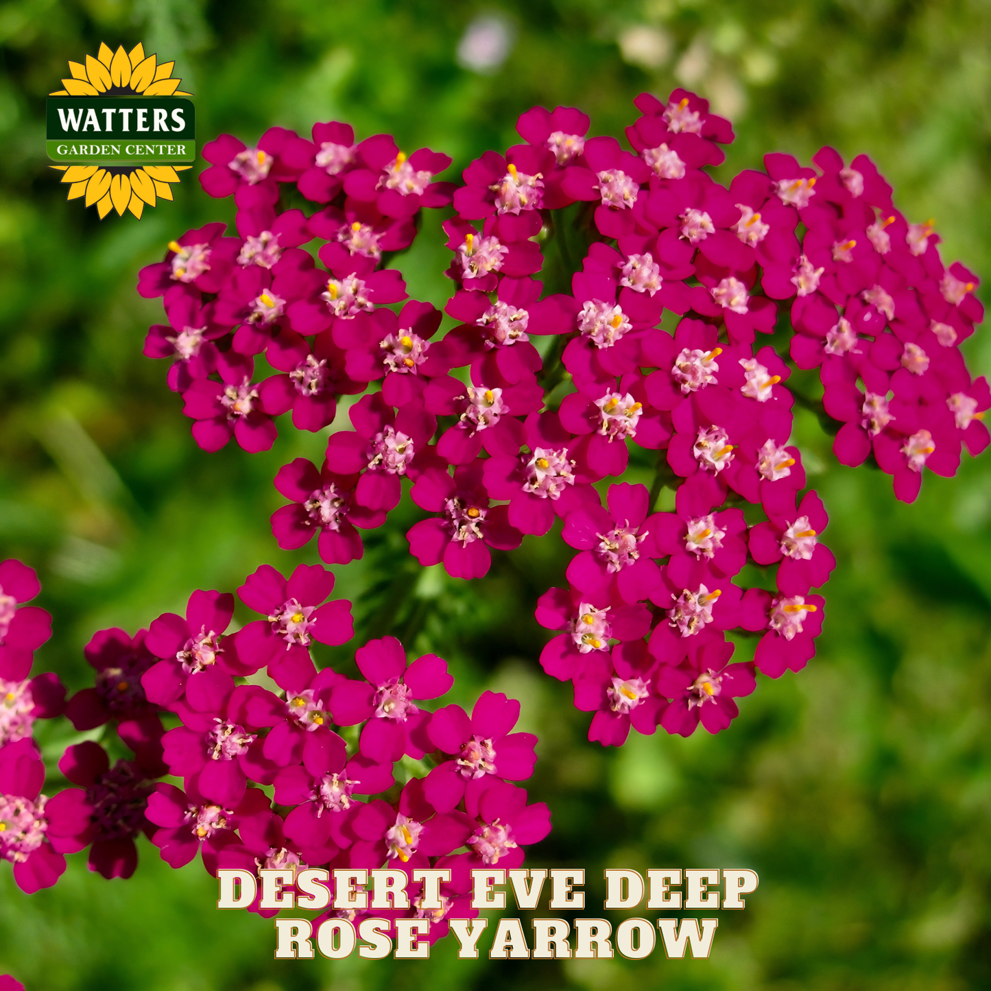 Pink flowers with 'Watters Garden Center' logo and text overlay on a blurred green background