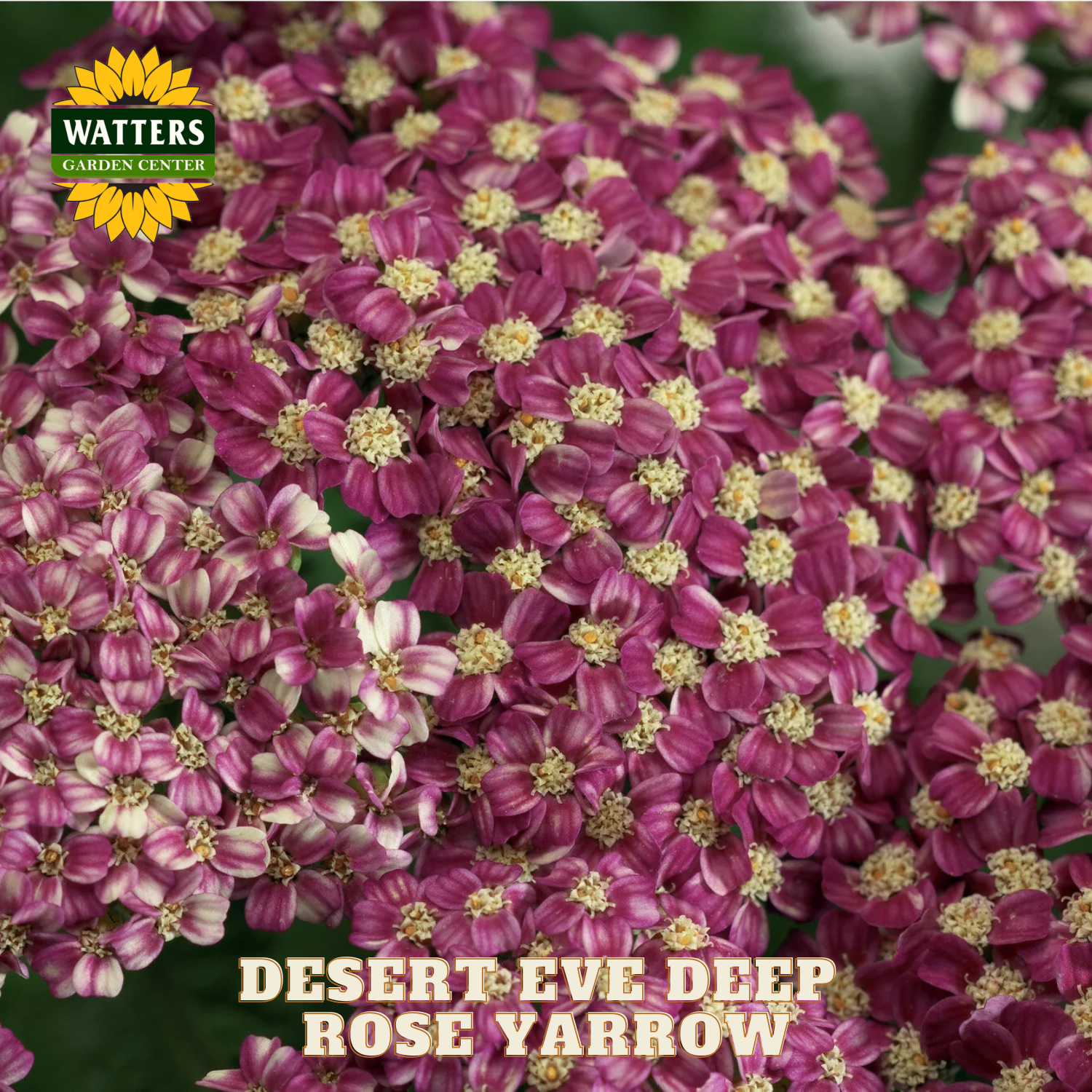 Close-up of purple flowers with yellow centers, labeled 'Desert Eve Deep Rose Yarrow' and 'Watters Garden Center'.