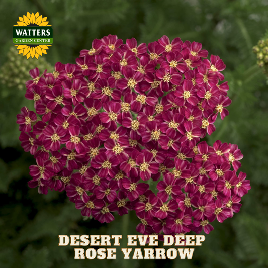 Bouquet of deep rose yarrow flowers with Watters Garden Center branding.