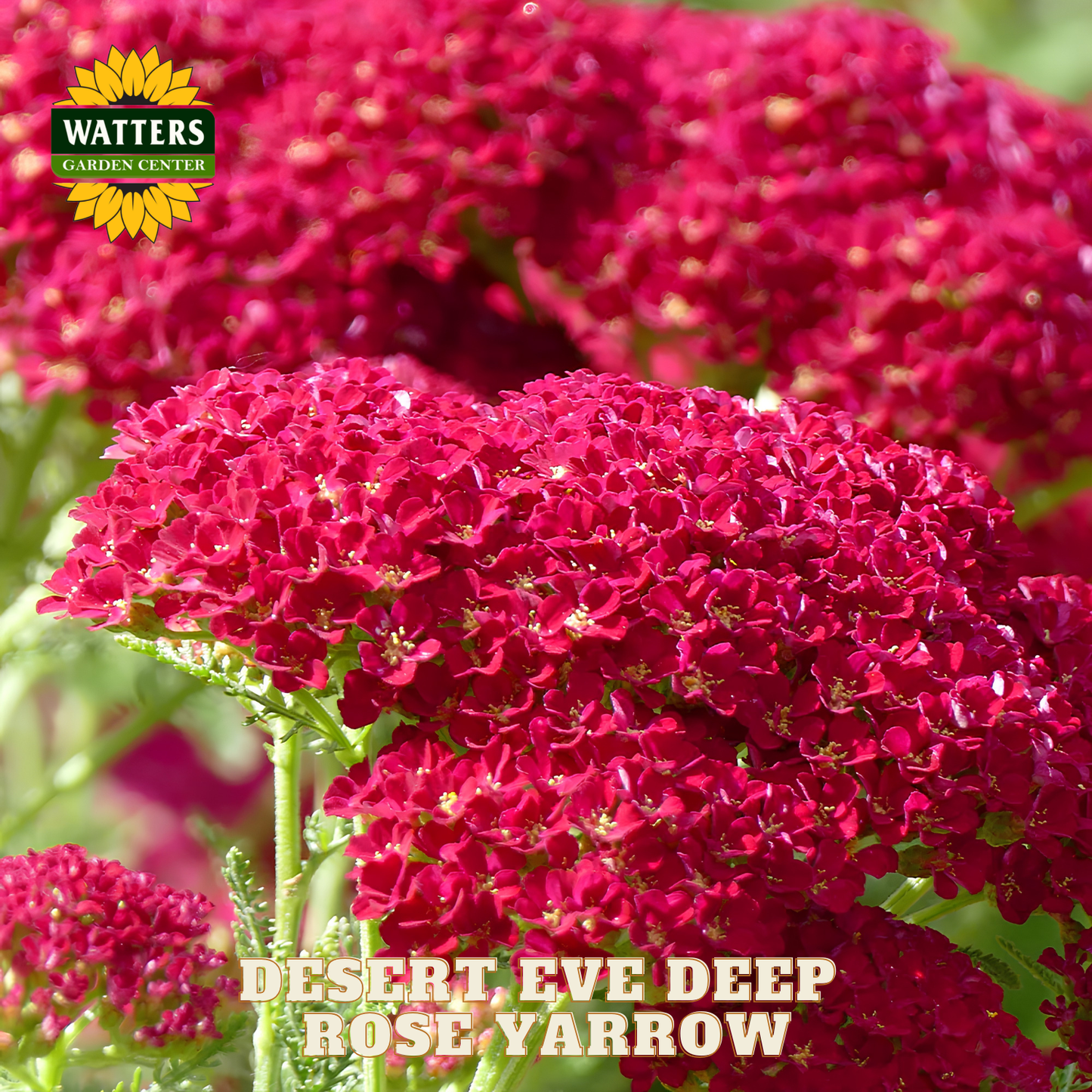 Close-up of deep rose yarrow flowers with Watters Garden Center branding.