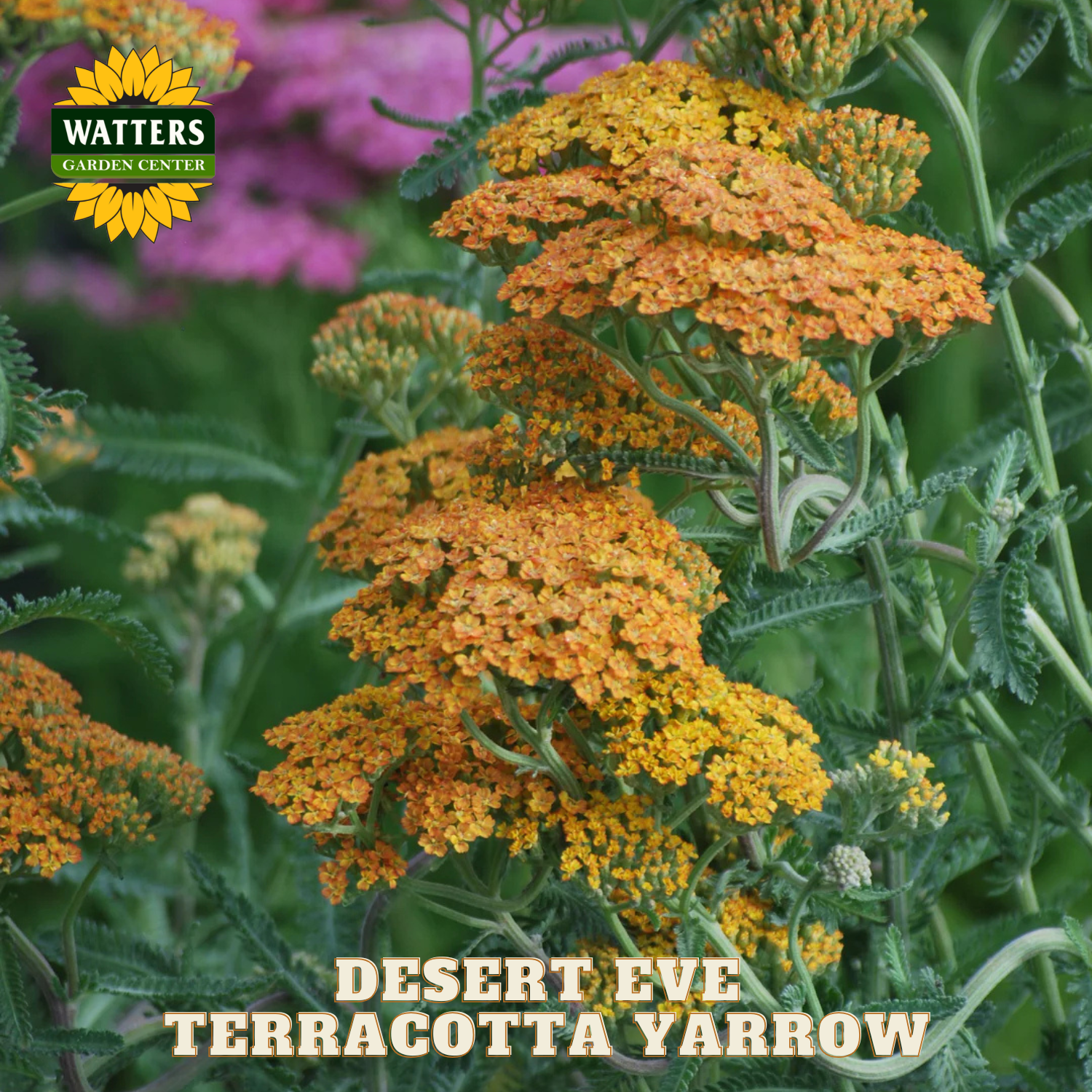 Desert Eve Terracotta Yarrow with Watters Garden Center logo