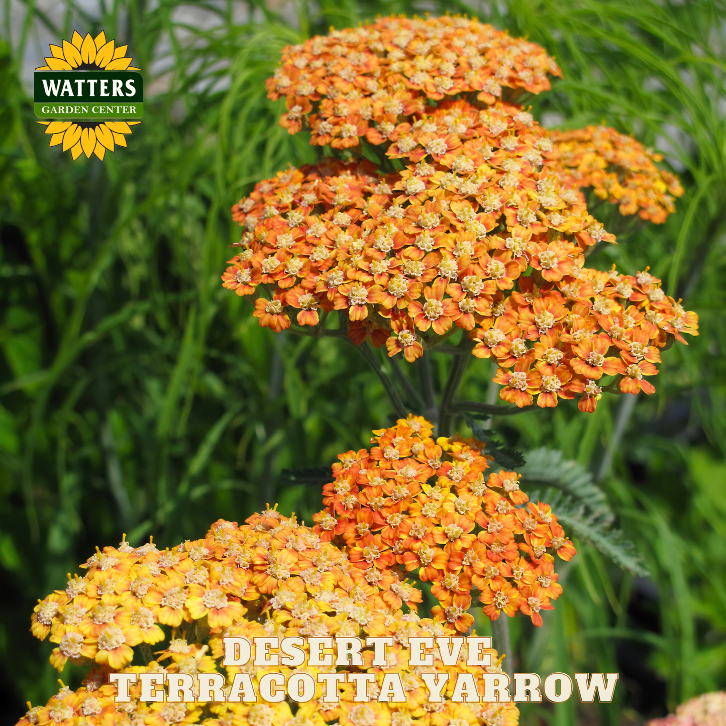 Terracotta yarrow flowers with Watters Garden Center logo in the corner.