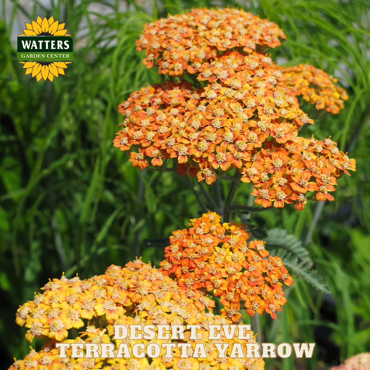 Terracotta yarrow flowers with Watters Garden Center logo in the corner.