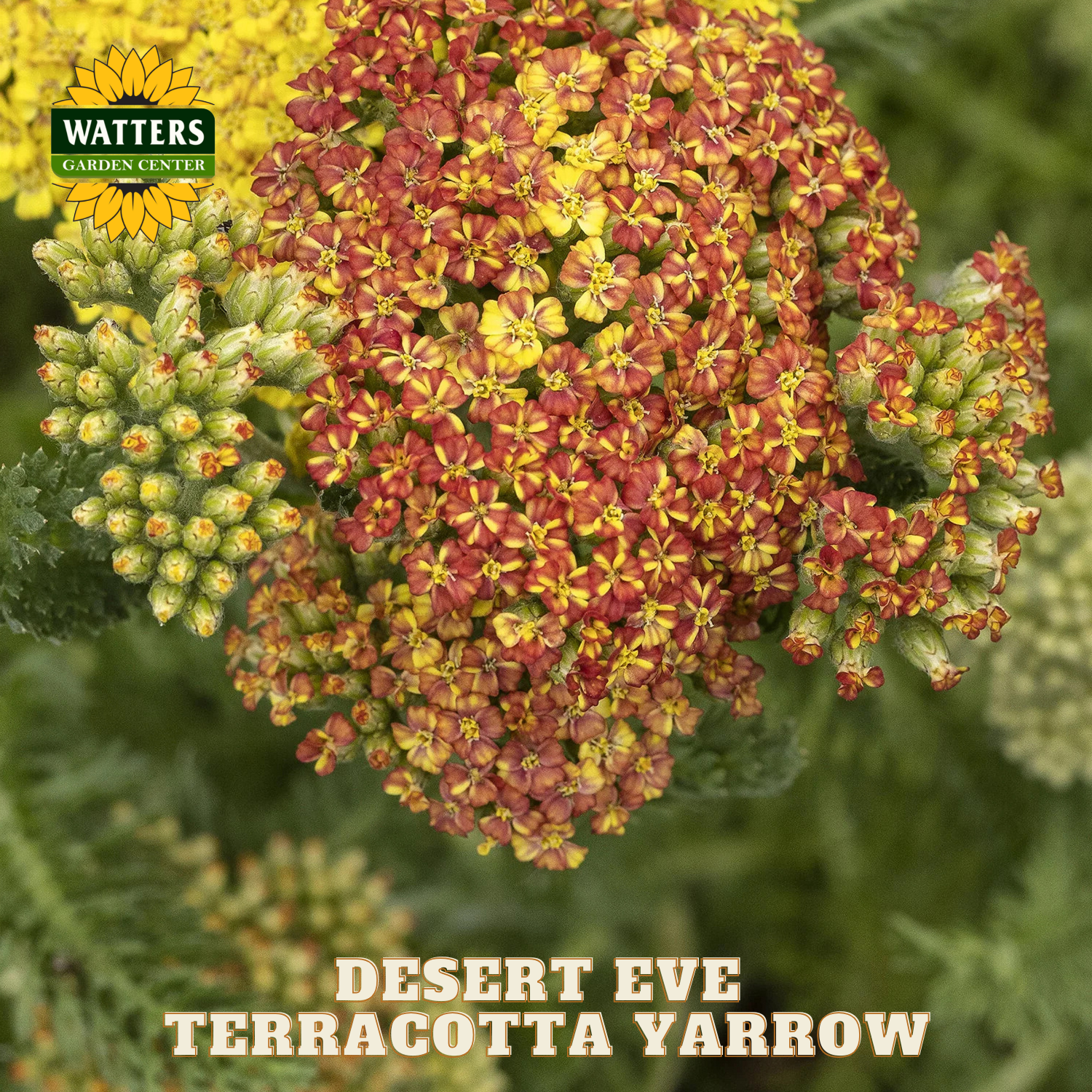 Desert Eve Terracotta Yarrow with Watters Garden Center branding