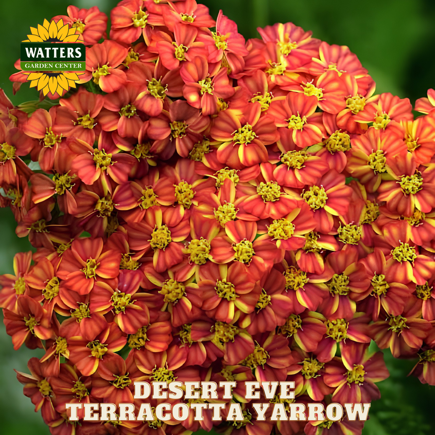 Bouquet of terracotta yarrow flowers with Watters Garden Center branding.