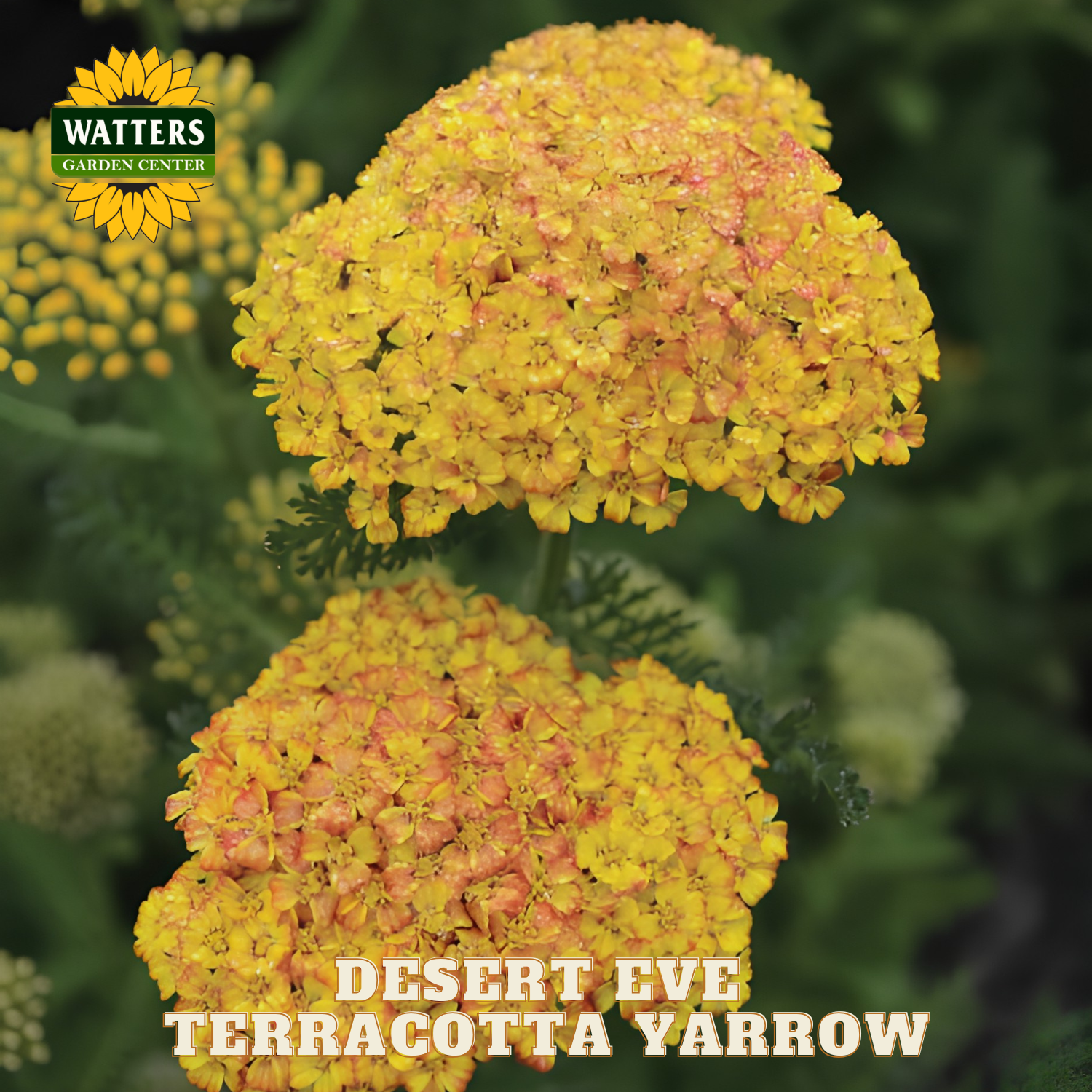 Yellow flowers with 'Watters Garden Center' logo and 'Desert Eve Terracotta Yarrow' text.