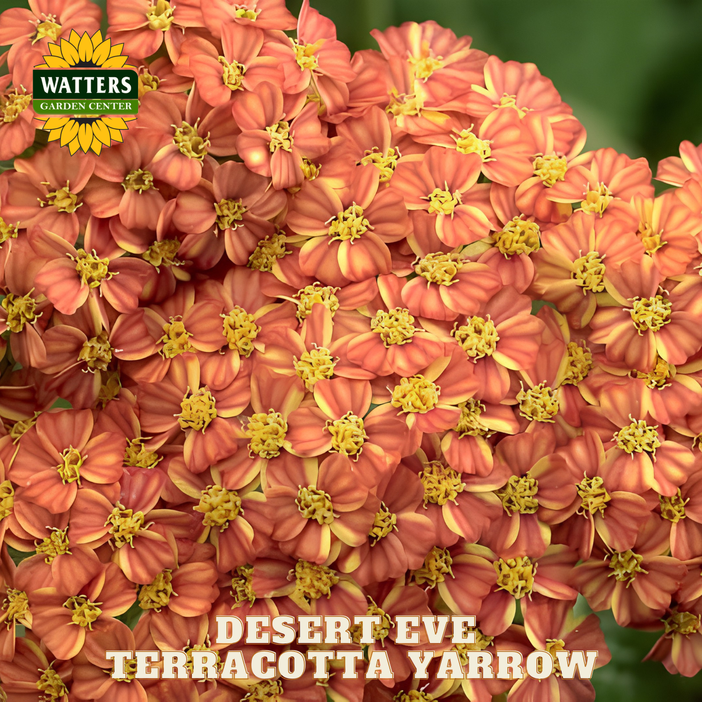 Close-up of terracotta yarrow flowers with Watters Garden Center logo.