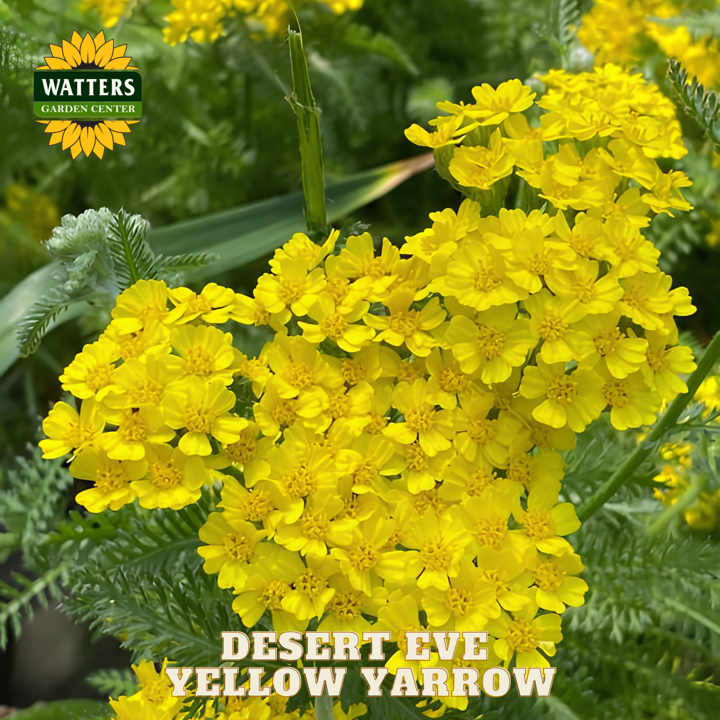 Yellow yarrow flowers with Watters Garden Center logo and 'Desert Eve Yellow Yarrow' text.