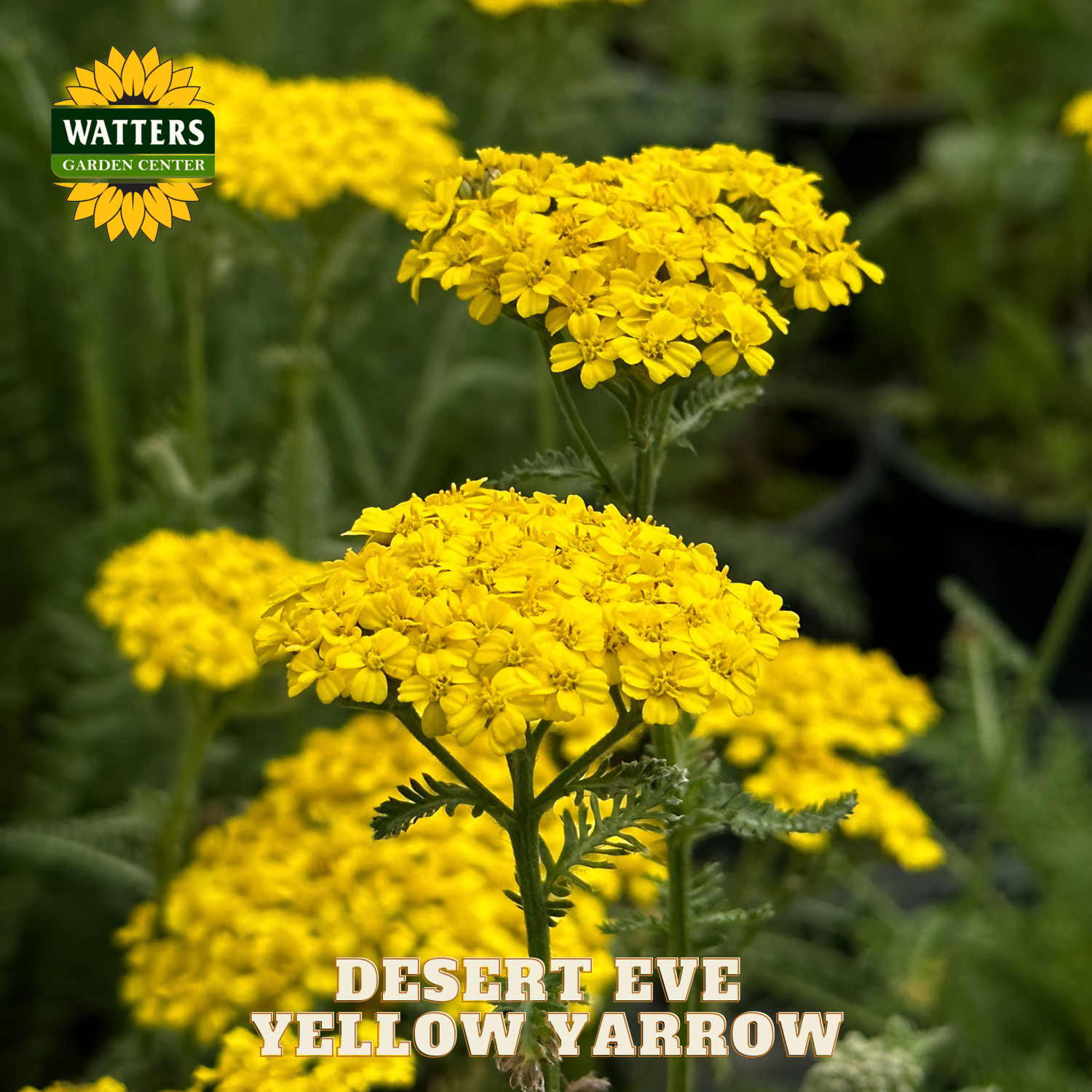 Yellow yarrow flowers with Watters Garden Center logo and 'Desert Eve Yellow Yarrow' text.