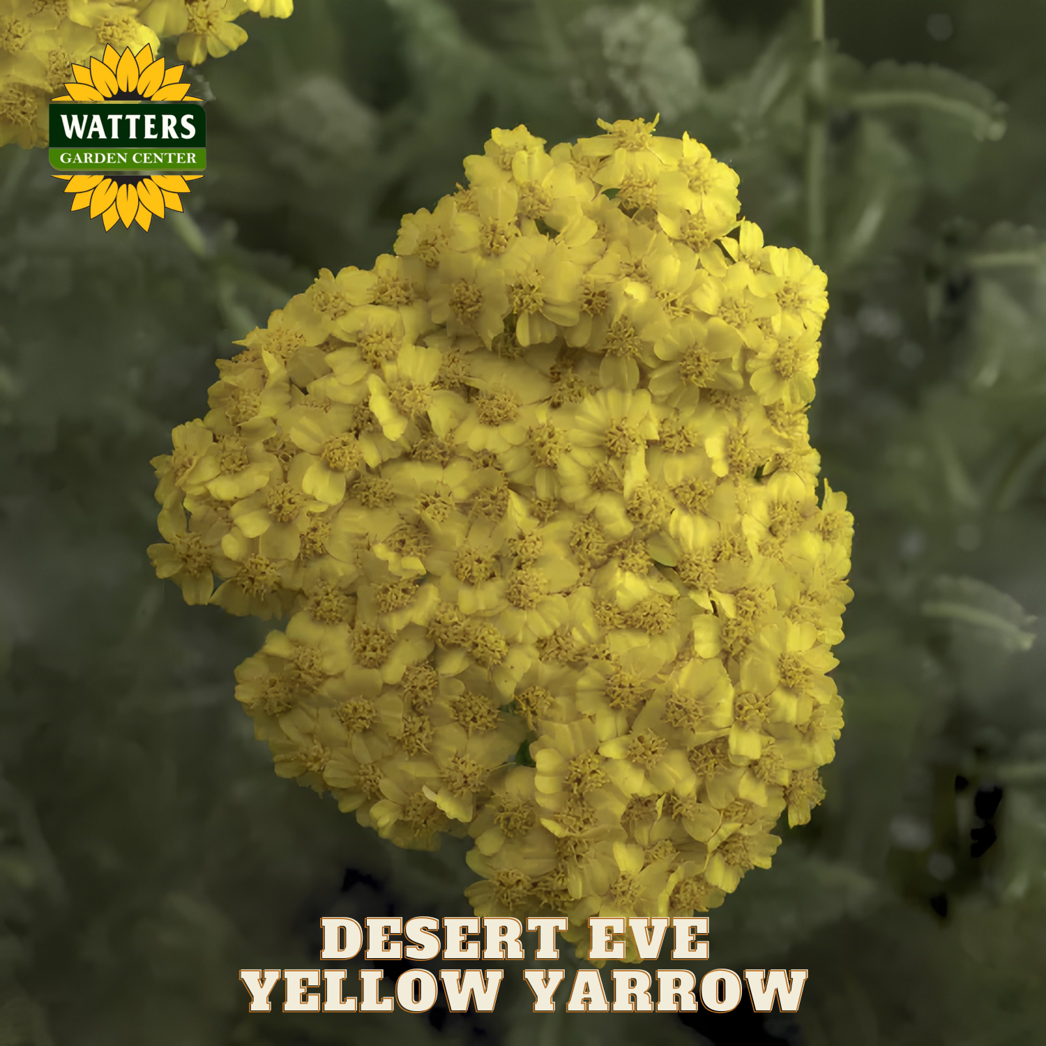 Yellow yarrow flower with 'Watters Garden Center' logo and text 'Desert Eve Yellow Yarrow'.