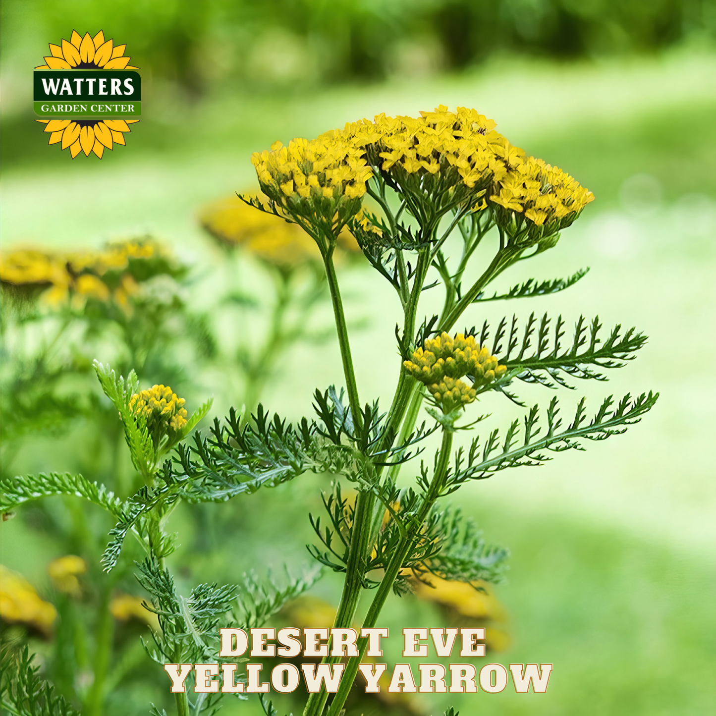 Desert Eve Yellow Yarrow plant with Watters Garden Center branding.