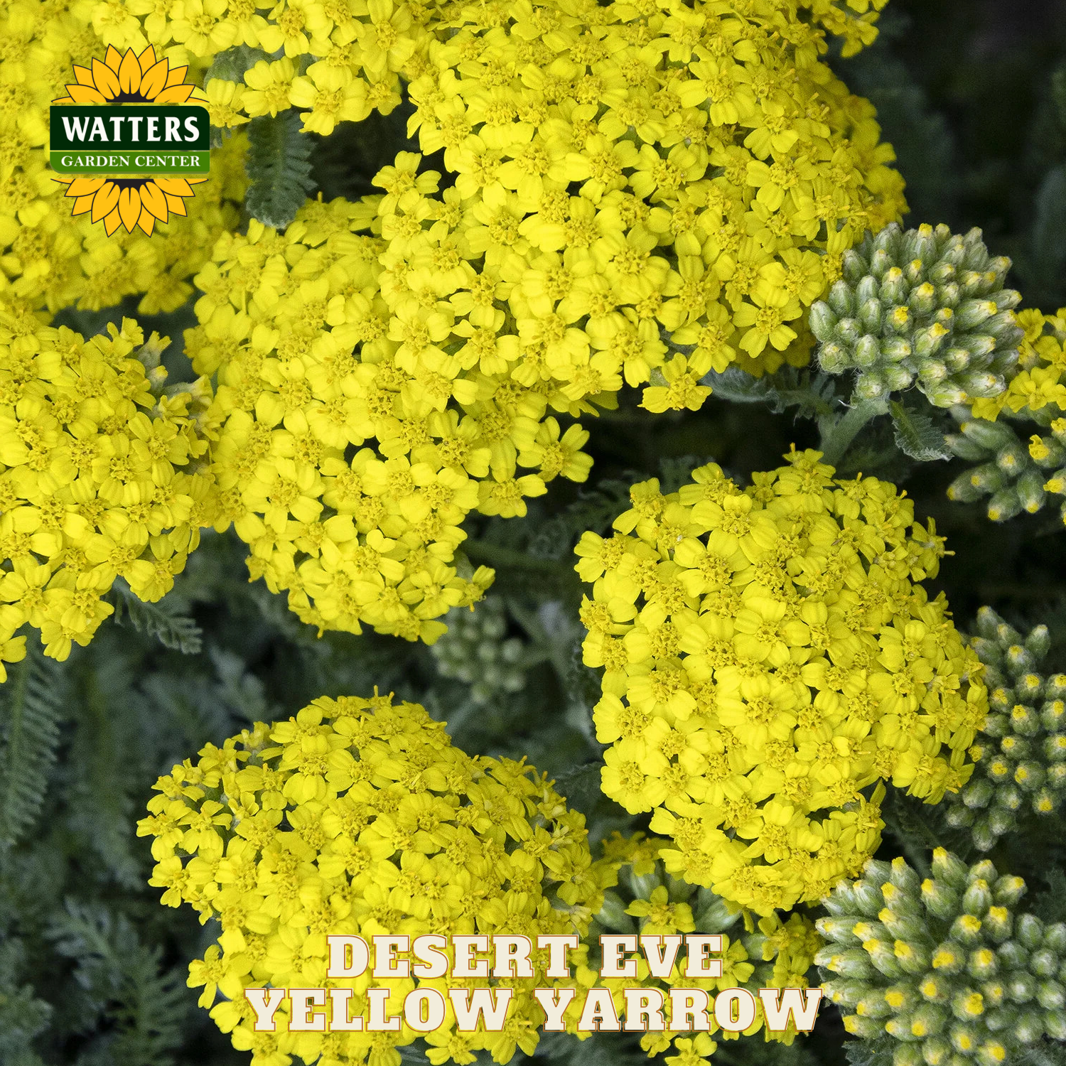 Close-up of yellow yarrow flowers with Watters Garden Center logo.