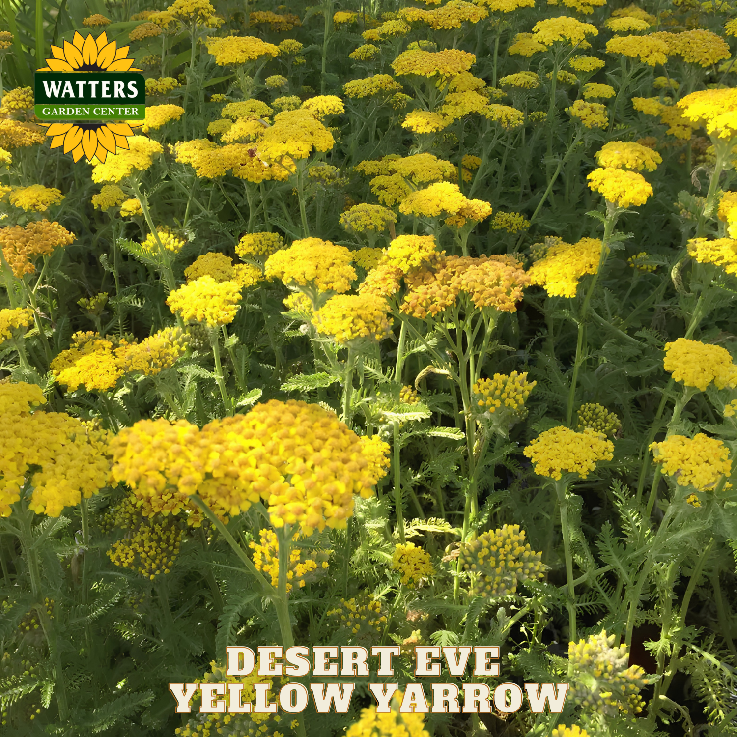 Field of yellow yarrow flowers with Watters Garden Center logo.