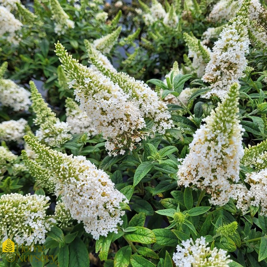 PUGSTER WHITE BUTTERFLY BUSH 3gal