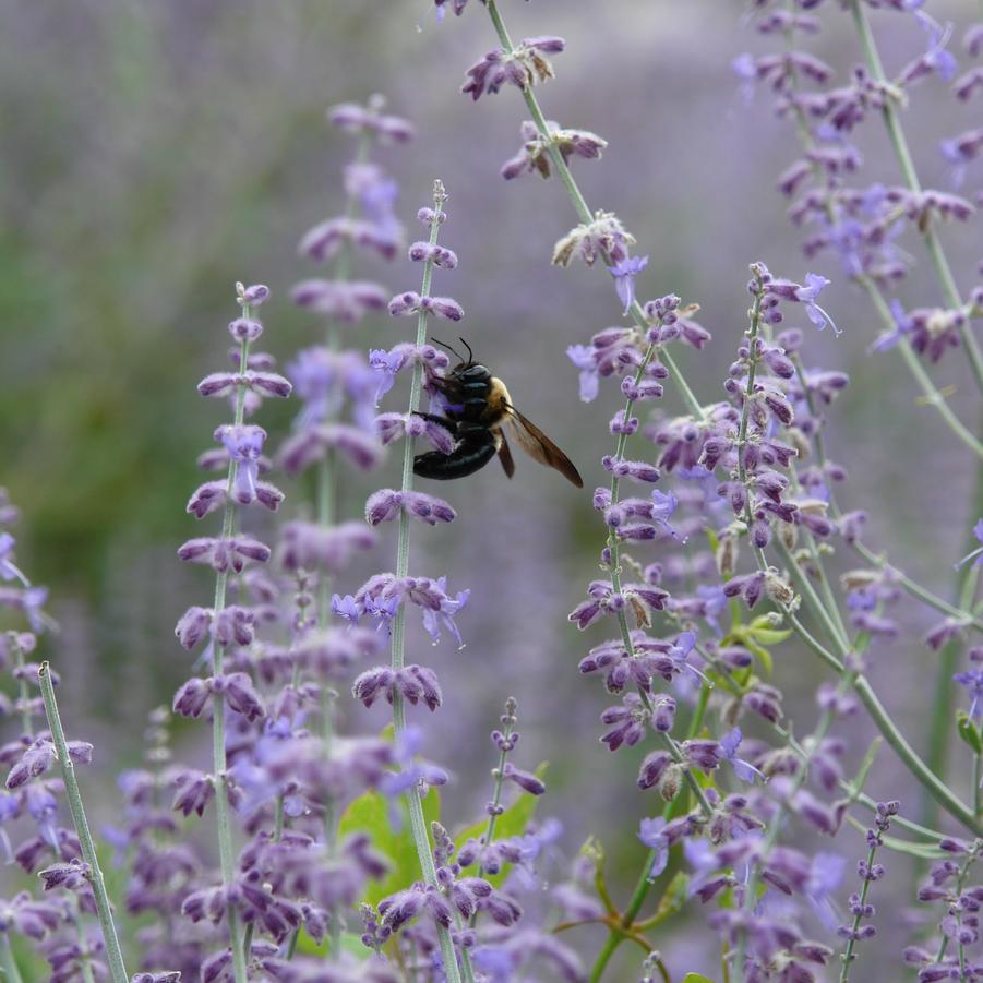 LITTLE SPIRES RUSSIAN SAGE 1gal