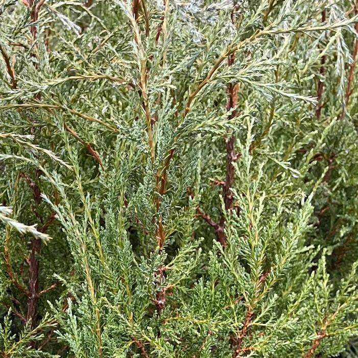 WOODWARD JUNIPER TREE 5gal
