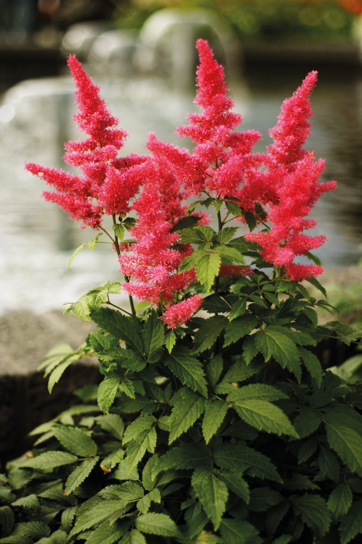 Vision In Red Astilbe (Astilbe chinensis 'Visions in Red') - 1 gallon
