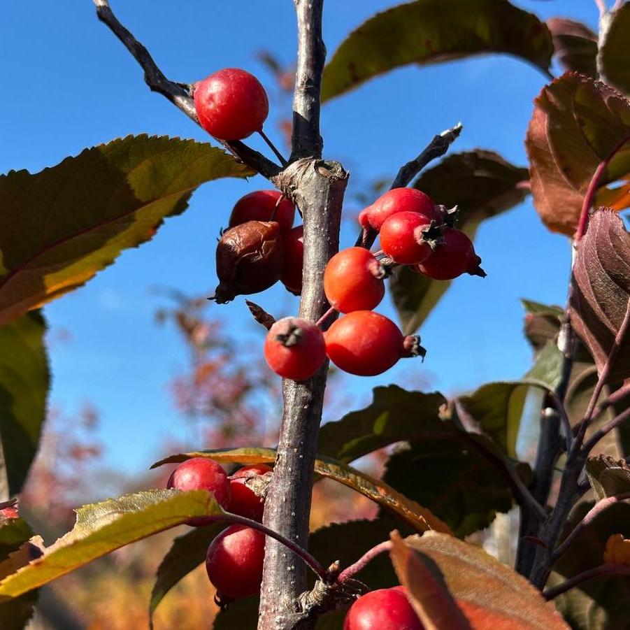 RASPBERRY SPEAR CRABAPPLE 20gal
