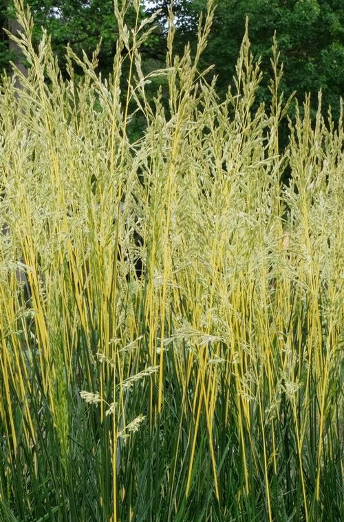 GLOW STICKS TALL FESCUE GRASS 1gal